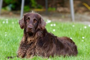 Unterfellbürste Hunde