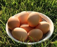 Bio Hühnerhaltung Eier