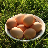 Bio Hühnerhaltung Eier
