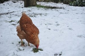 Hühner im Garten Winterfest