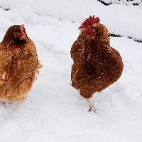 Hühnerhaltung im Winter
